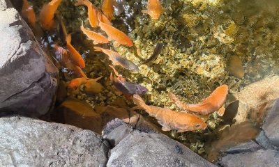 Carp in a pond
